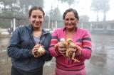 Entregamos 3.000 pollos a 100 familias de 5 comunidades de la parroquia Chontamarca