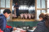 Familias de Pillcopata recibieron porcinas para reproducción