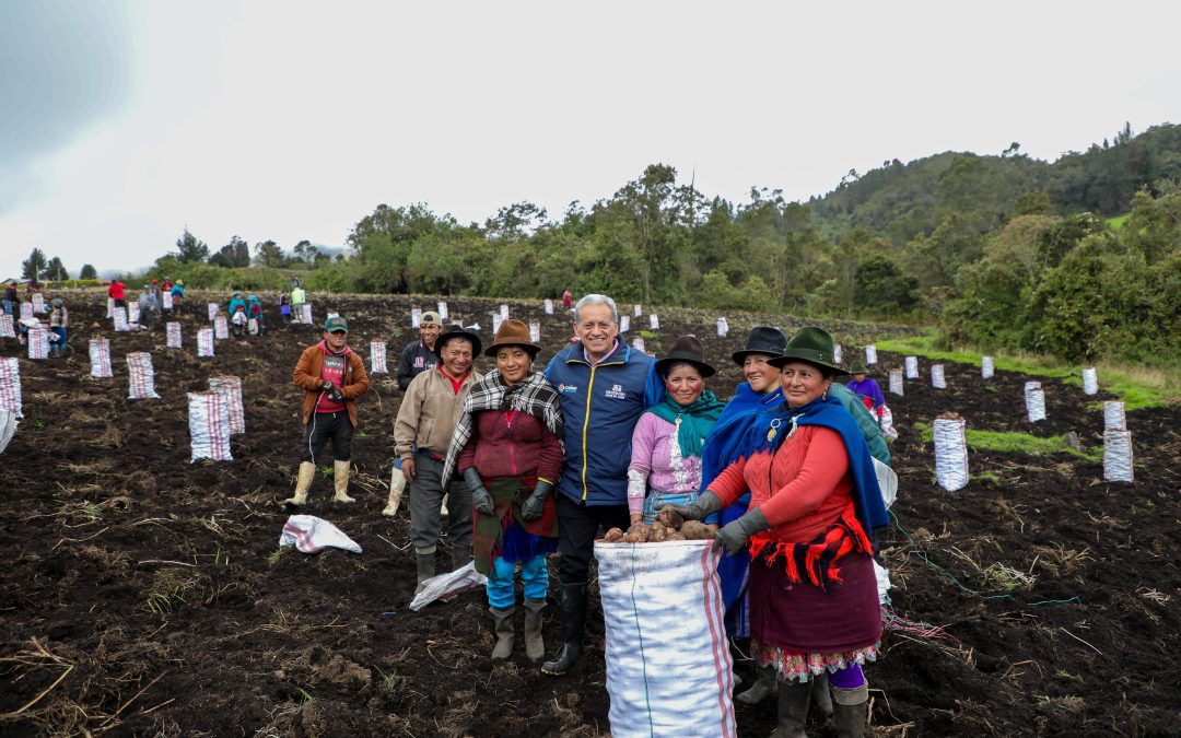 Producción de Semilla de Papa Variedad Super Chola en la Granja Burgay