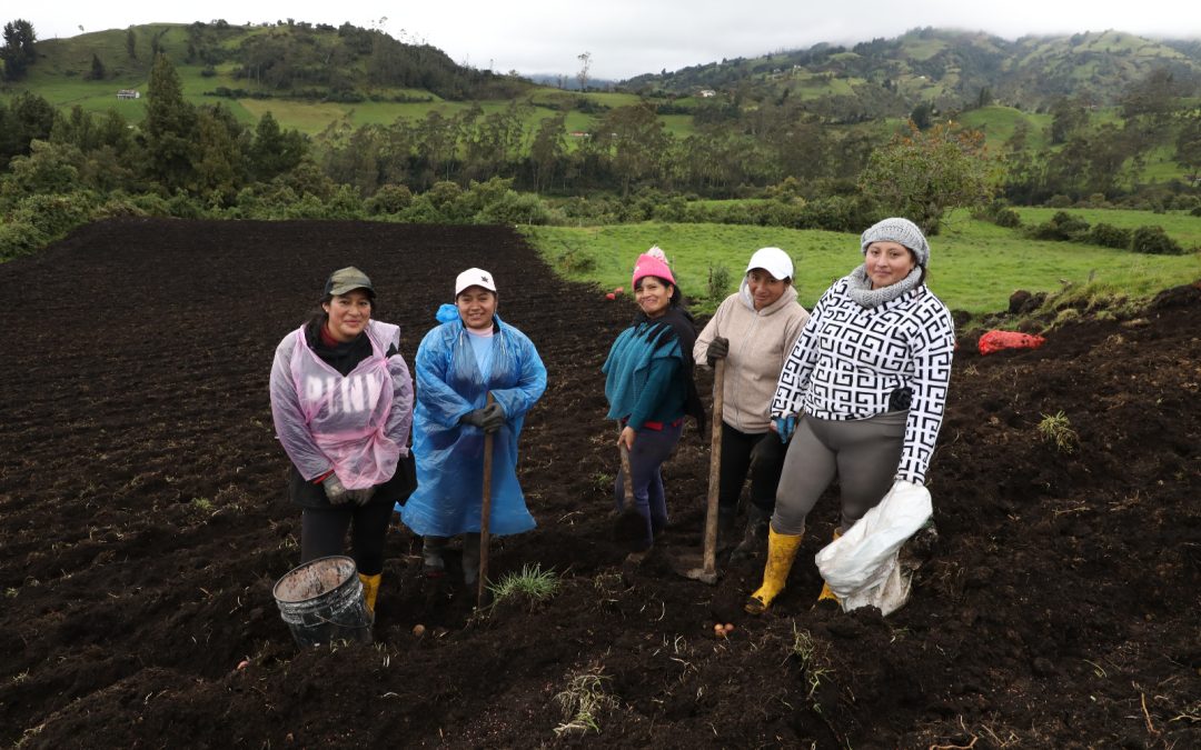 Productores de 8 comunidades siembran papa de alta calidad en la Granja del Burgay