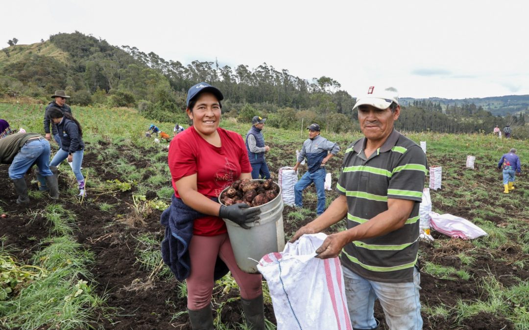 Impulsamos la producción de semilla certificada de papa